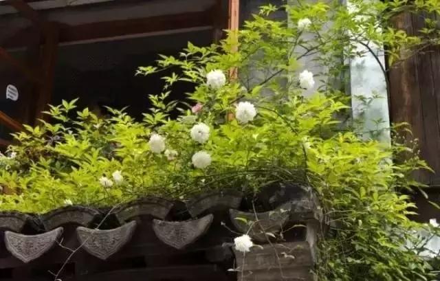 這樣的院子，只有中國人駕馭得了它！